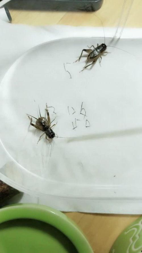 国产蟋蟀机视频大全图片,探索传统娱乐新篇章