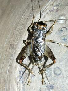 国产蟋蟀机视频大全图片,探索传统娱乐新篇章