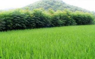 中国产水稻第一的视频