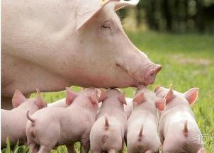 国产母猪屠宰分割视频,传统与现代工艺的完美结合