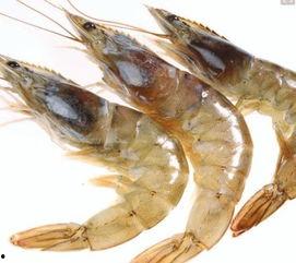 国产大虾介绍视频播放大全,视频大全带你领略美味与品质