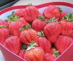 国产草莓视频无码A下载,一场视觉盛宴的探索之旅