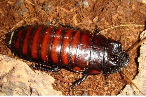 国产电影吃蟑螂视频播放,挑战极限还是恶意炒作？