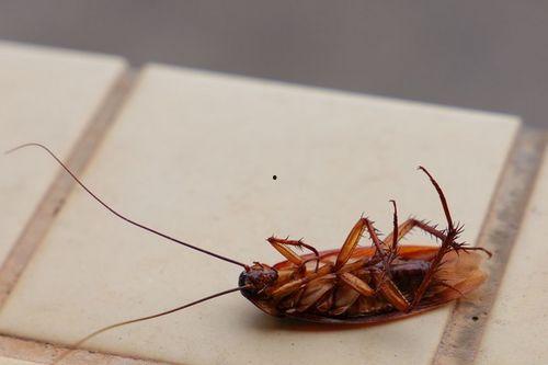 国产电影吃蟑螂视频播放,挑战极限还是恶意炒作？